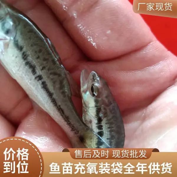 购苗就找山西大同朔州鲈鱼苗鲟鱼鱼苗养殖场 支持暂养 技术员跟车