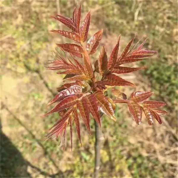服务优良 全红油3号香椿苗 帅阳 新品种推广 全红油3号香椿苗