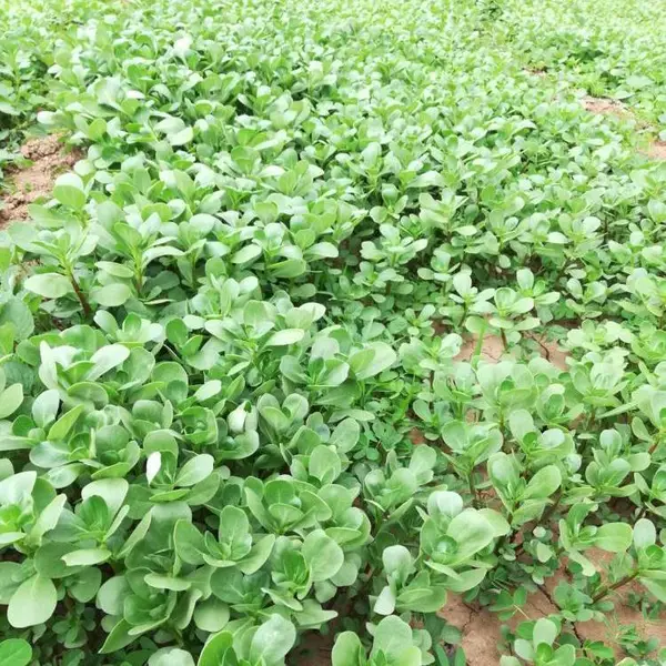 ����һ�����������ӵ�����Ҫ�� ����˽Ϻõ�Ұ������Ʒ��
