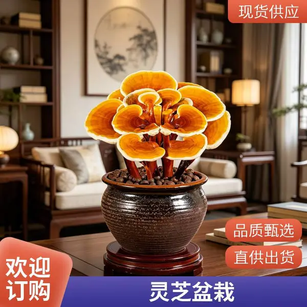 趣味灵芝盆景菌包 鲜灵芝盆栽 活体灵芝种植包 批发灵芝花 送教程