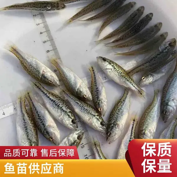 工厂化循环水养殖用苗 山西大同朔州鲈鱼苗鲟鱼鱼苗养殖场 5-10cm