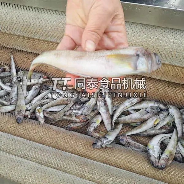 鳕鱼清洗机 毛刷辊清洗去鱼鳞机 洗鱼毛刷清洗设备