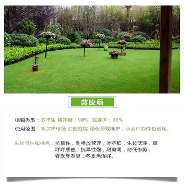 常青生态修复工程草种采购商|生态修复工程草种全国包邮