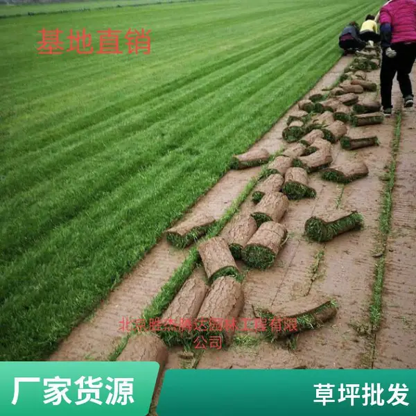 家庭庭院设计室外混播草坪小区草坪施工别墅私家花园绿化密云