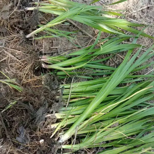 水生植物黄菖蒲 宿根草本 植株高大适合观赏 常做水边种植