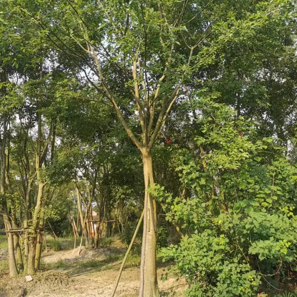 重庆朴树工程绿化苗木出售 25公分朴树价格 朴树基地