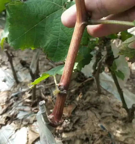 河南阳光玫瑰葡萄苗脱毒阳光玫瑰葡萄苗中晚熟葡萄品种南北均可种植两年嫁接苗