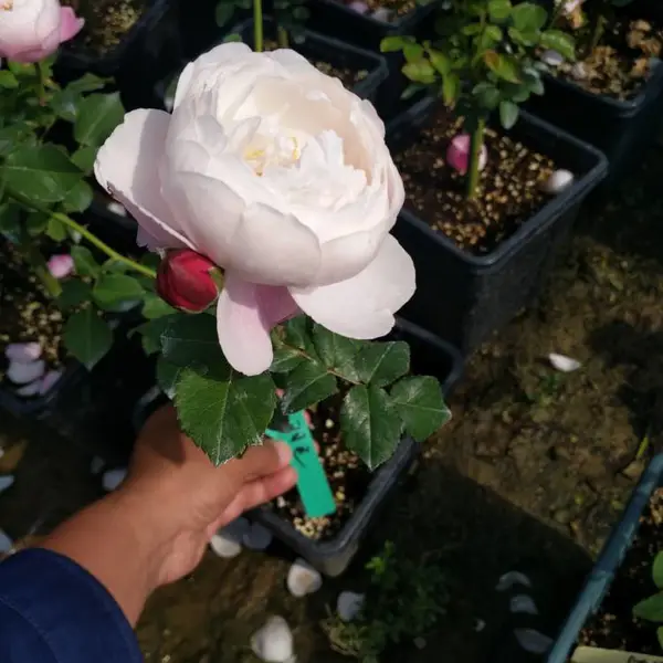 今年地被植物 欧洲月季花价格 多少钱一棵报价1.2元每棵