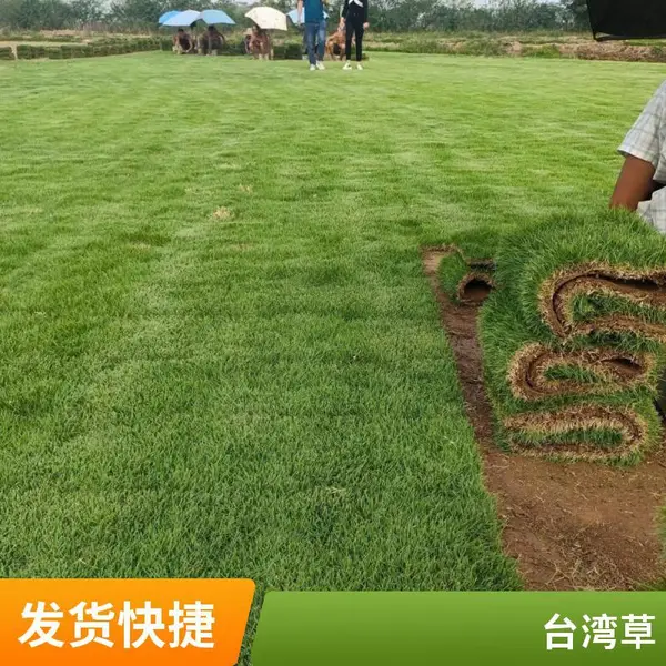 台 湾草叶片精细草卷30*100cm泥土带厚草皮批发草层茂密耐践踏草卷