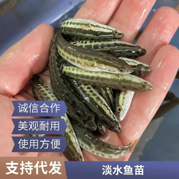 精选各规格泥鳅苗 山东泰安本地黑鱼苗泥鳅鱼苗养殖场