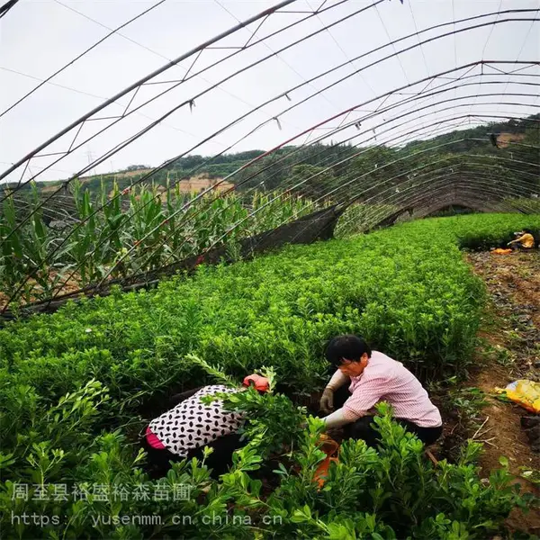 陕西绿化苗木基地 供应冬青苗 园林绿乱带小苗高50-150厘米