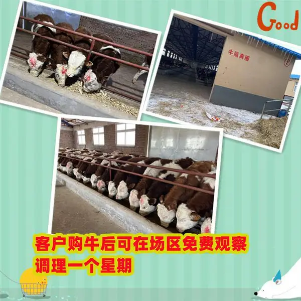 六个月 西门塔尔四代母牛 现在什么价钱