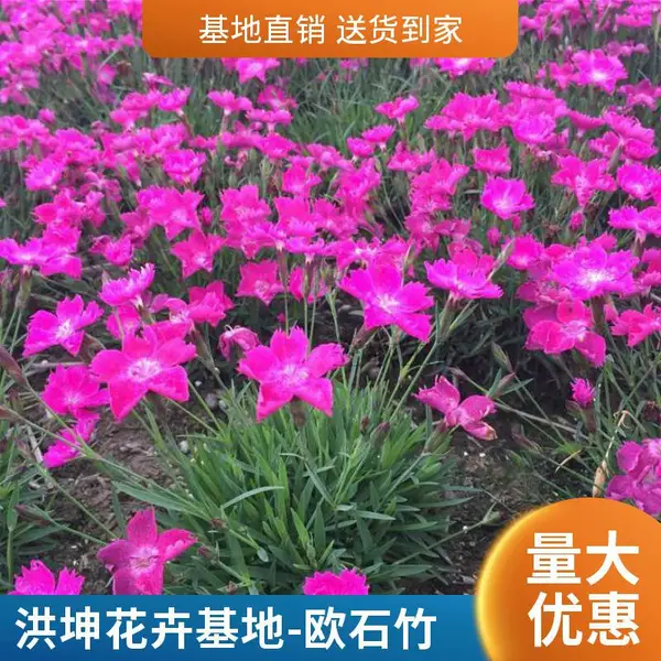 欧石竹 基地直销 草坪花卉景区花卉工程花苗 时令草花品种
