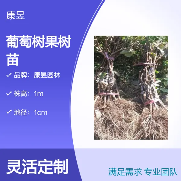 康昱园林一级葡萄树苗 扦插苗露地栽培 株高1米巨峰葡萄四季结果