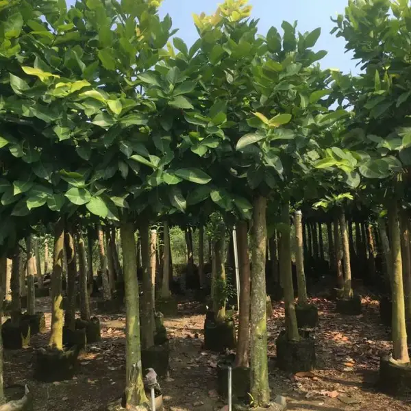 莲雾果树苗价格-莲雾果树苗袋苗价格-广东莲雾果树苗袋苗价格