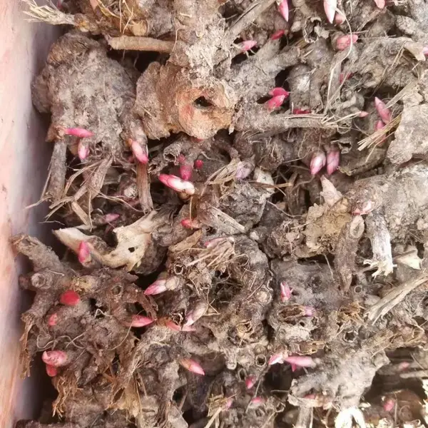白芍的种植技术白芍芽头免费技术指导