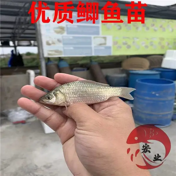 七台河销售湘云鲫鱼苗 鲫鱼苗养殖技术指导