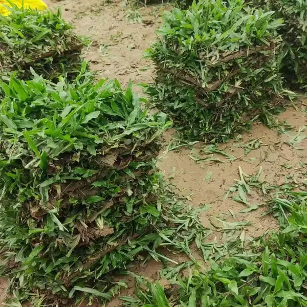绿化草皮基地 园林绿化草坪 耐践踏庭院公园绿化草皮供应