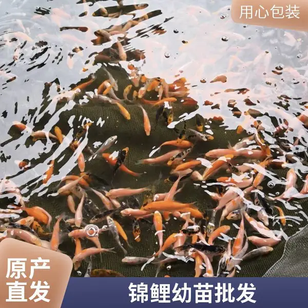 日照本地观赏鱼苗繁育基地 锦鲤鱼苗 活体发货 养殖技术指导