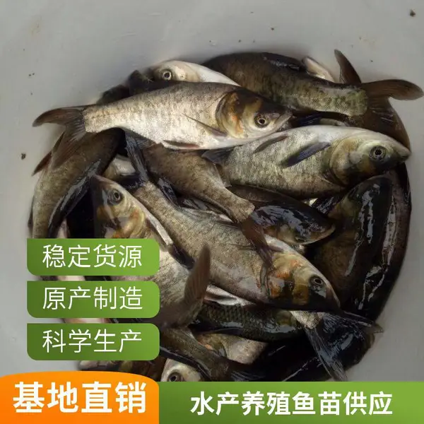大同朔州黑鱼苗泥鳅鱼鱼苗养殖场 品种齐全 免费提供养殖技术