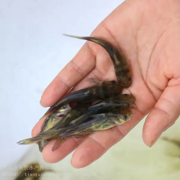 人工养殖黄骨鱼苗 黄颡鱼苗 少病害产量高黄鸭叫鱼苗 提供养殖技术
