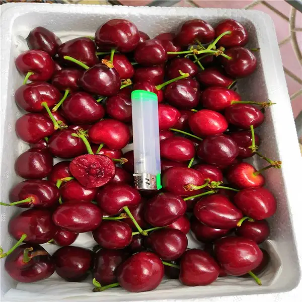 ������ӣ����ȫ����������ӣ�������ָ��