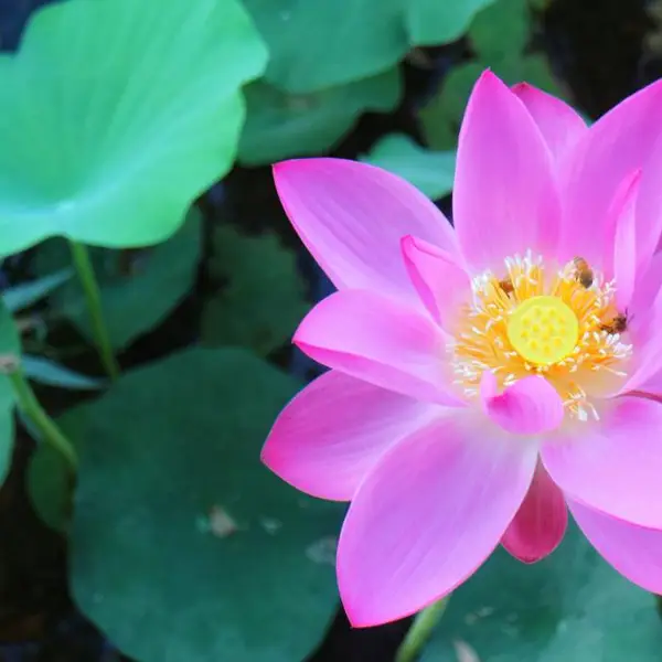 芦苇 水葫芦 梭鱼草 碗莲 水生鸢尾 美人蕉荷花 睡莲 水葱 再力花 蒲苇 香蒲