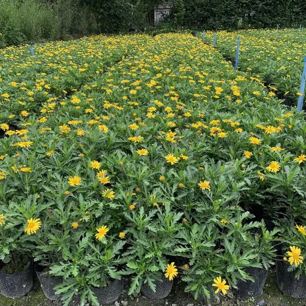 木春菊,木春菊价格,四川木春菊种植基地,成都木春菊批发