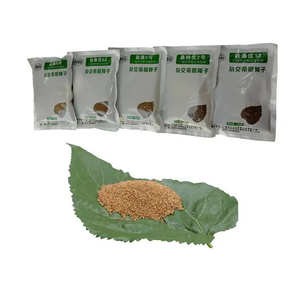 桑特优2号桑种广西杂交桑树种子蛋白桑桂桑种子