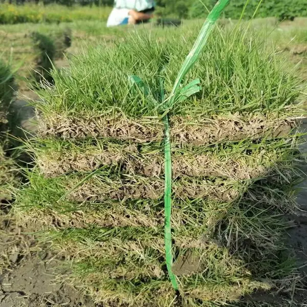 贵州台湾二号草价格 批发台湾草的基地 百慕大 混播都有哦