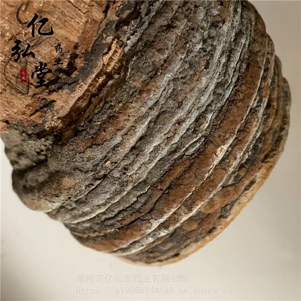 中药材硬皮褐层孔菌一公斤批发