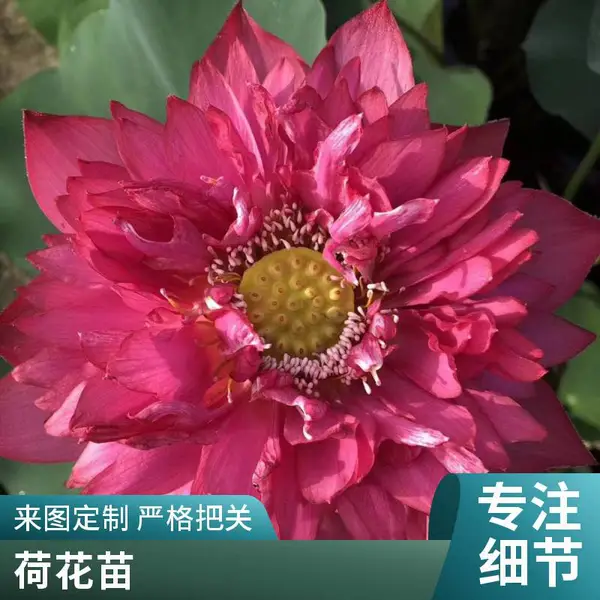 承接湿地绿化工程 荷花厂家直供 河道公园 水生苗木