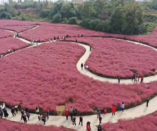 晓敏花卉马鞭草批发基地,河北承德承德县马鞭草花海小苗