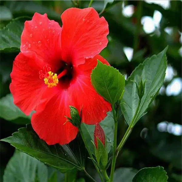 盆栽花卉红色扶桑 五年苗 红色大花重瓣花苗带花苞 四川扶桑牡丹批发