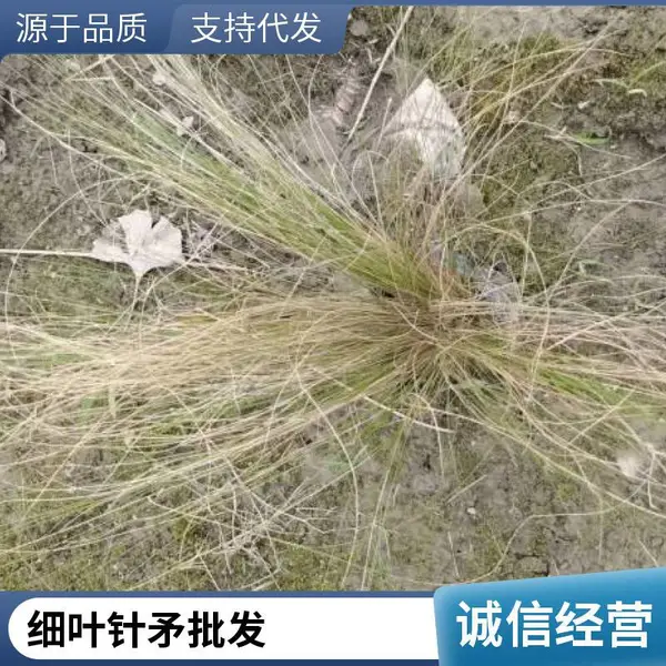 重庆细叶针矛基地 细叶针矛图片 细叶针矛巴蜀基地
