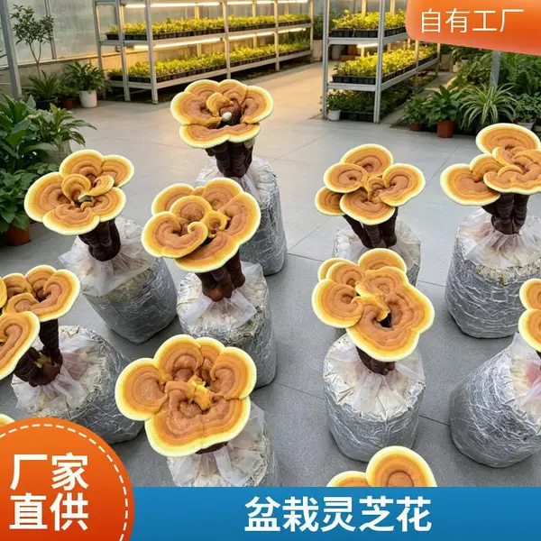 批发灵芝盆栽 灵芝栽培包 活体灵芝花 灵芝菌包 源头种植基地直供