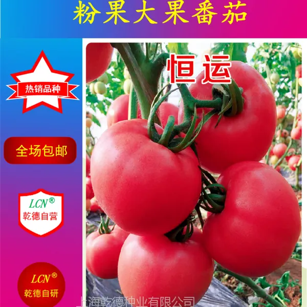 恒运、粉果大果番茄种子、产量高、果形好、果色好