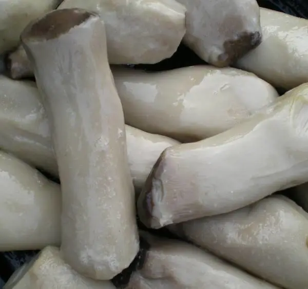 供应盐渍杏鲍菇 杏鲍菇切丝 杏鲍菇切片 杏鲍菇切丁