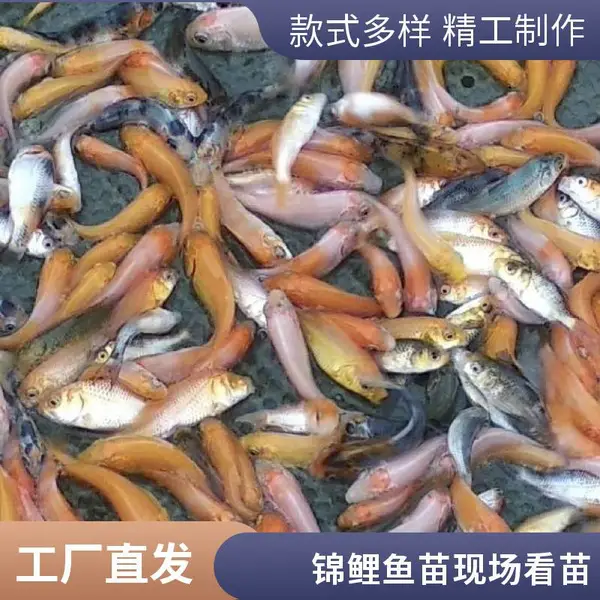 观赏鱼塘放养用锦鲤苗 山西大同朔州观赏鱼苗锦鲤鱼苗养殖场直接供应