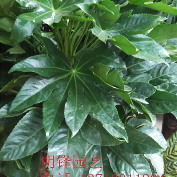 供应金钻 红钻 绿宝石 东莞花卉租赁 东莞植物租赁