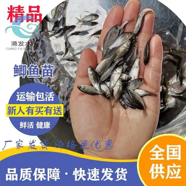 基地大量供应鲫鱼苗 安徽休宁县鲫鱼苗批发 鱼苗 支持各种规格 ***