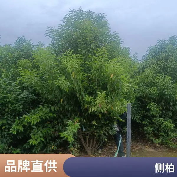 大叶女贞基地 周至朋辉苗木 树形好 现挖现卖 优质绿化工程苗