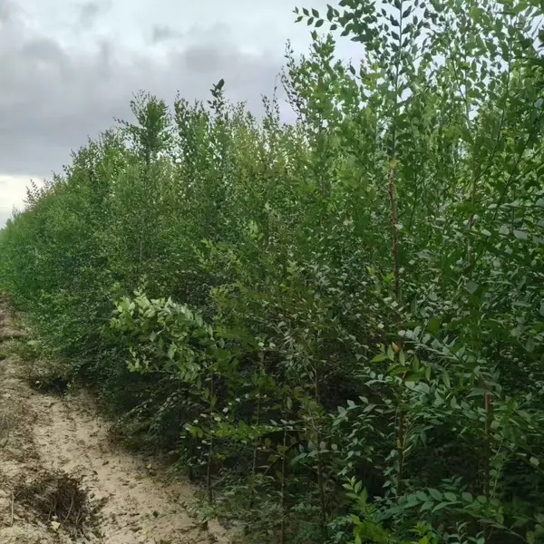 陕西安康二乔苗木榆树苗种植基地装车价格,1米高榆树苗厂家批发,榆树小苗产地报价