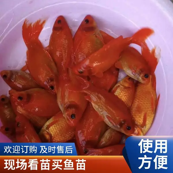 山东泰安本地观赏鱼苗锦鲤鱼苗养殖场 出售红草鱼苗 锦鲤苗多品种
