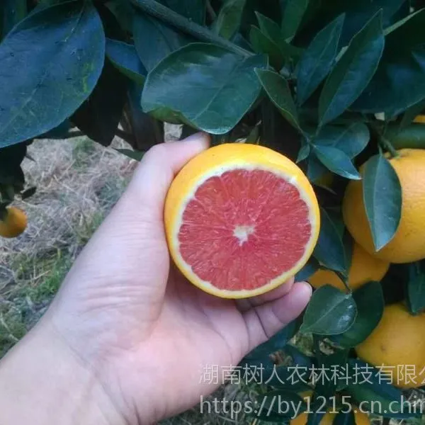 湖南柑橘苗 优质大量提供无病毒柑橘苗/甜橙类/柚子类 卡拉红肉脐橙/