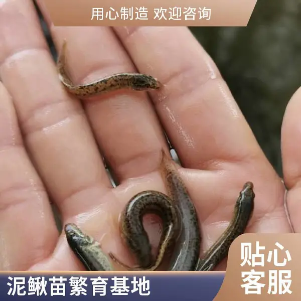 河南郑州泥鳅苗鱼苗养殖场常年供应泥鳅水花寸苗适合池塘养殖