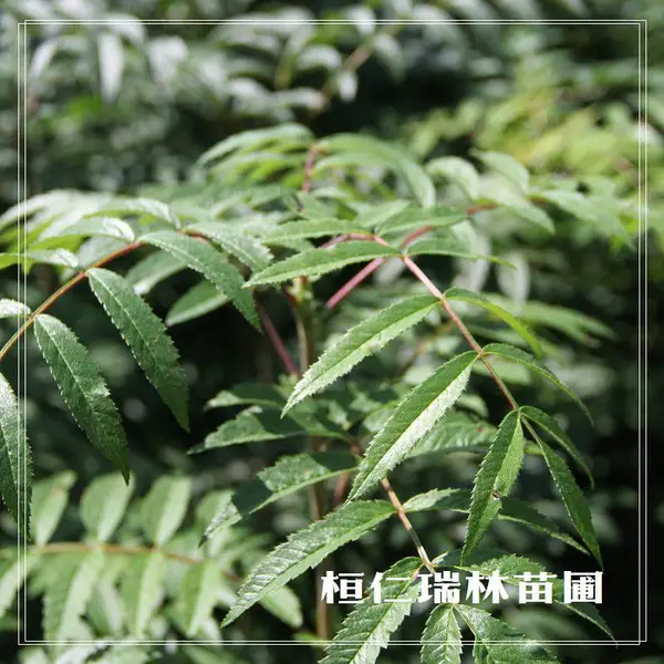 辽宁花楸苗,百花花楸小苗,东北花楸树苗