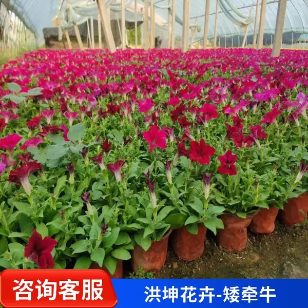 矮牵牛 出售矮牵牛 花镜花坛盆栽观赏性植物 花型饱满 景区绿化佳品