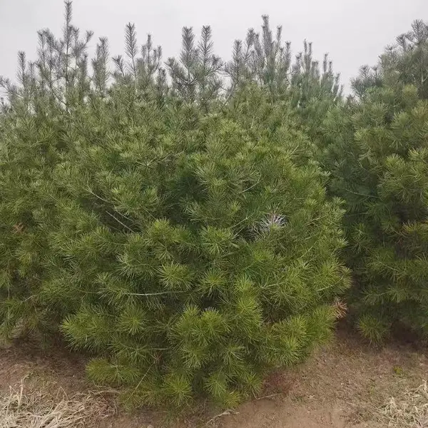 陕西周至白皮松苗木基地 3米白皮松 4米白皮松
