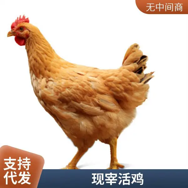 一手三鸟 正宗清 远三黄鸡 肉质细嫩皮薄 广 东烧鸡原料